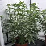 BBM - Tasty Terps