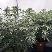 BBM - Tasty Terps