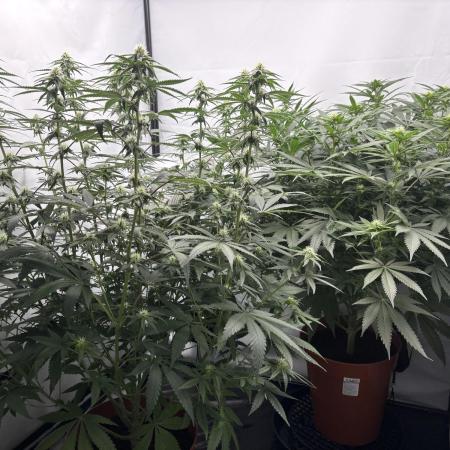 BBM - Tasty Terps