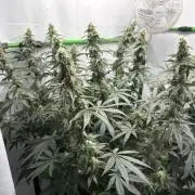 BBM - Tasty Terps
