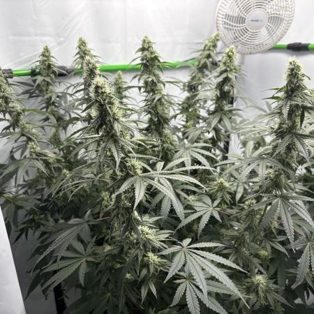 BBM - Tasty Terps