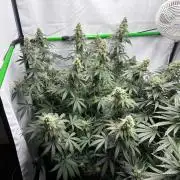 BBM - Tasty Terps
