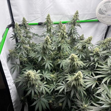 BBM - Tasty Terps