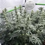 BBM - Tasty Terps