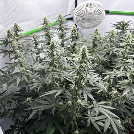 BBM - Tasty Terps