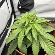 BBM - Tasty Terps