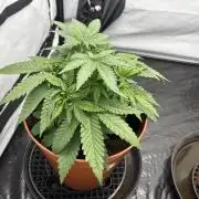 BBM - Tasty Terps