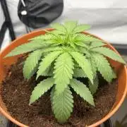 BBM - Tasty Terps