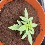 BBM - Tasty Terps