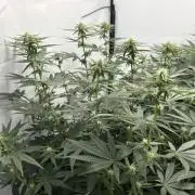 BBM - Tasty Terps