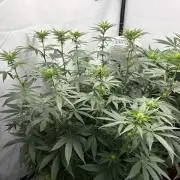 BBM - Tasty Terps