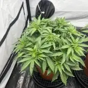 BBM - Tasty Terps