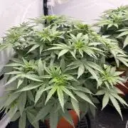 BBM - Tasty Terps