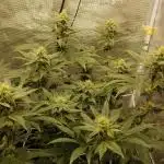 Elev8 Frosty Bananas & Apple Candie