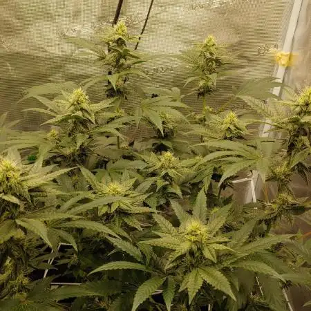 Elev8 Frosty Bananas & Apple Candie