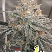 Elev8 Frosty Bananas & Apple Candie