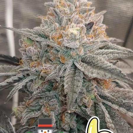 Elev8 Frosty Bananas & Apple Candie