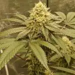 Elev8 Frosty Bananas & Apple Candie