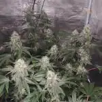 Elev8 Frosty Bananas & Apple Candie