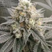 Elev8 Frosty Bananas & Apple Candie