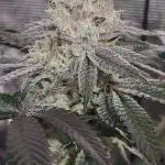 Elev8 Frosty Bananas & Apple Candie