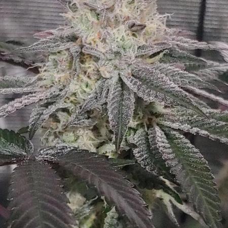 Elev8 Frosty Bananas & Apple Candie