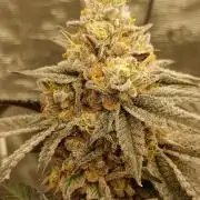 Elev8 Frosty Bananas & Apple Candie