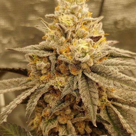 Elev8 Frosty Bananas & Apple Candie