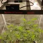 Elev8 Frosty nanas & Apple Candie