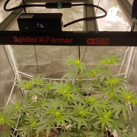 Elev8 Frosty nanas & Apple Candie