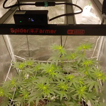 Elev8 Frosty nanas & Apple Candie