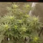 Elev8 Frosty Bananas & Apple Candie