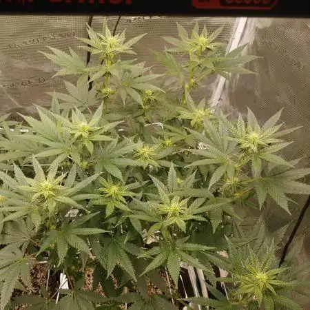 Elev8 Frosty Bananas & Apple Candie