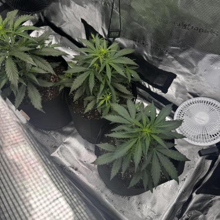 First ever real grow!