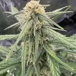 First ever real grow!