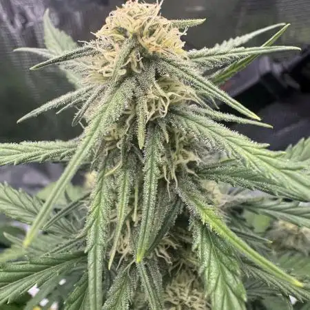 First ever real grow!