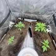 First indoor Auto Grow