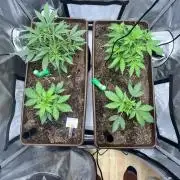 First indoor Auto Grow