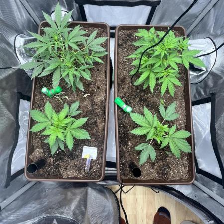 First indoor Auto Grow