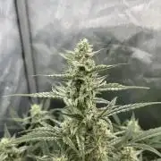 First indoor Auto Grow