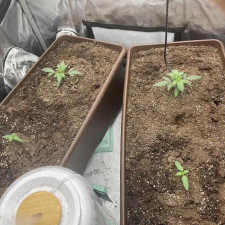 First indoor Auto Grow