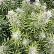 LSD Auto - GanjaFFarMers