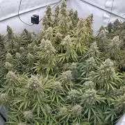 LSD Auto - GanjaFFarMers