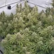 LSD Auto - GanjaFFarMers