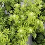 LSD Auto - GanjaFFarMers