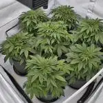 LSD Auto - GanjaFFarMers