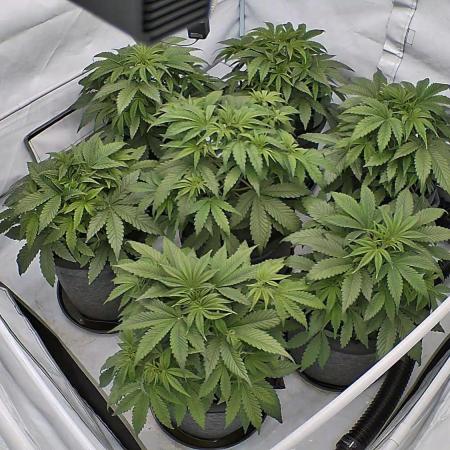 LSD Auto - GanjaFFarMers