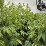 LSD Auto - GanjaFFarMers