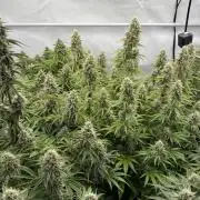 LSD Auto - GanjaFFarMers