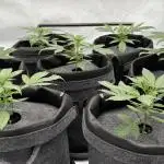 LSD Auto - GanjaFFarMers